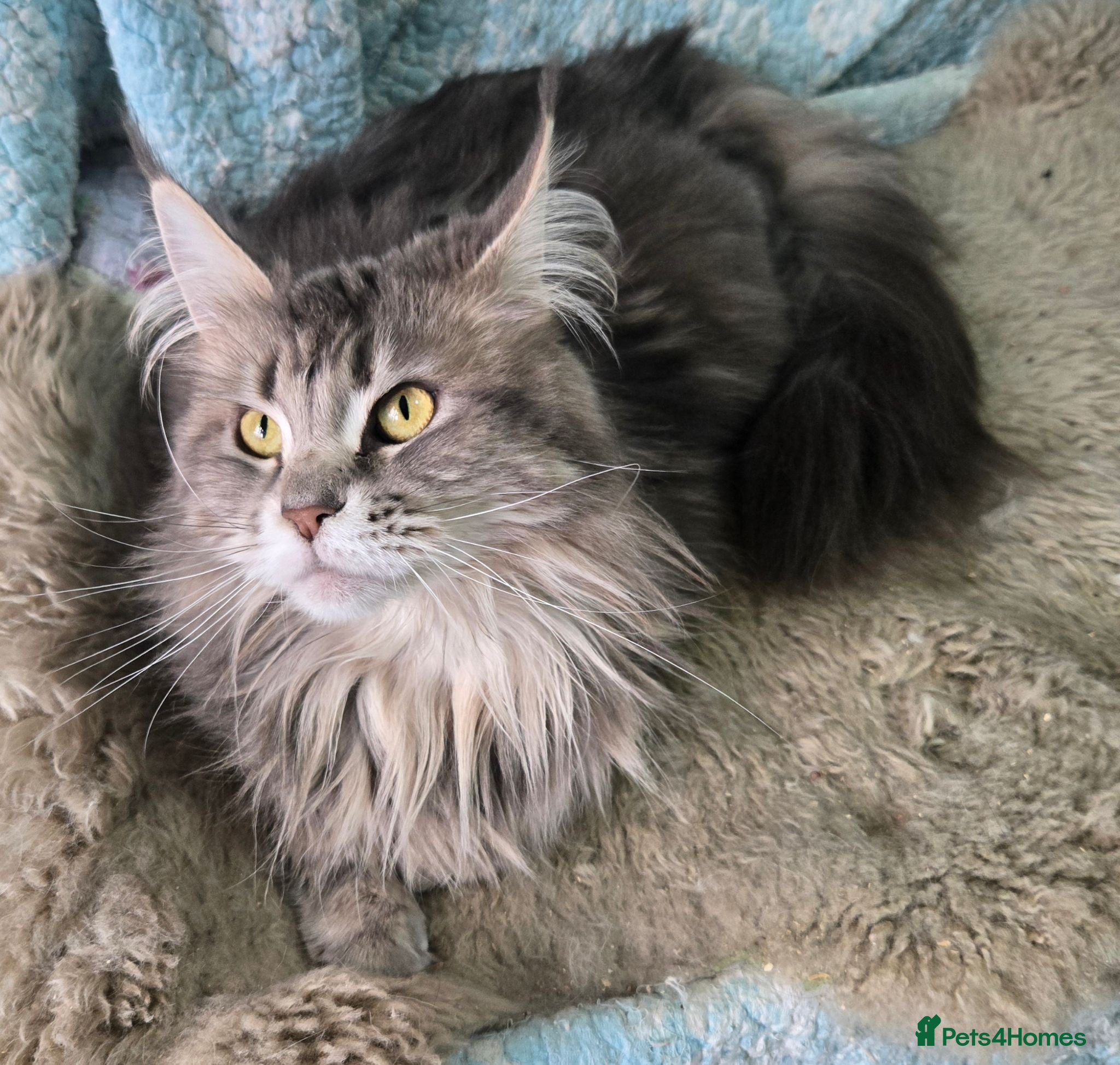 Maine Coon cats Blue tabby girl 3 years old  - Advert 2