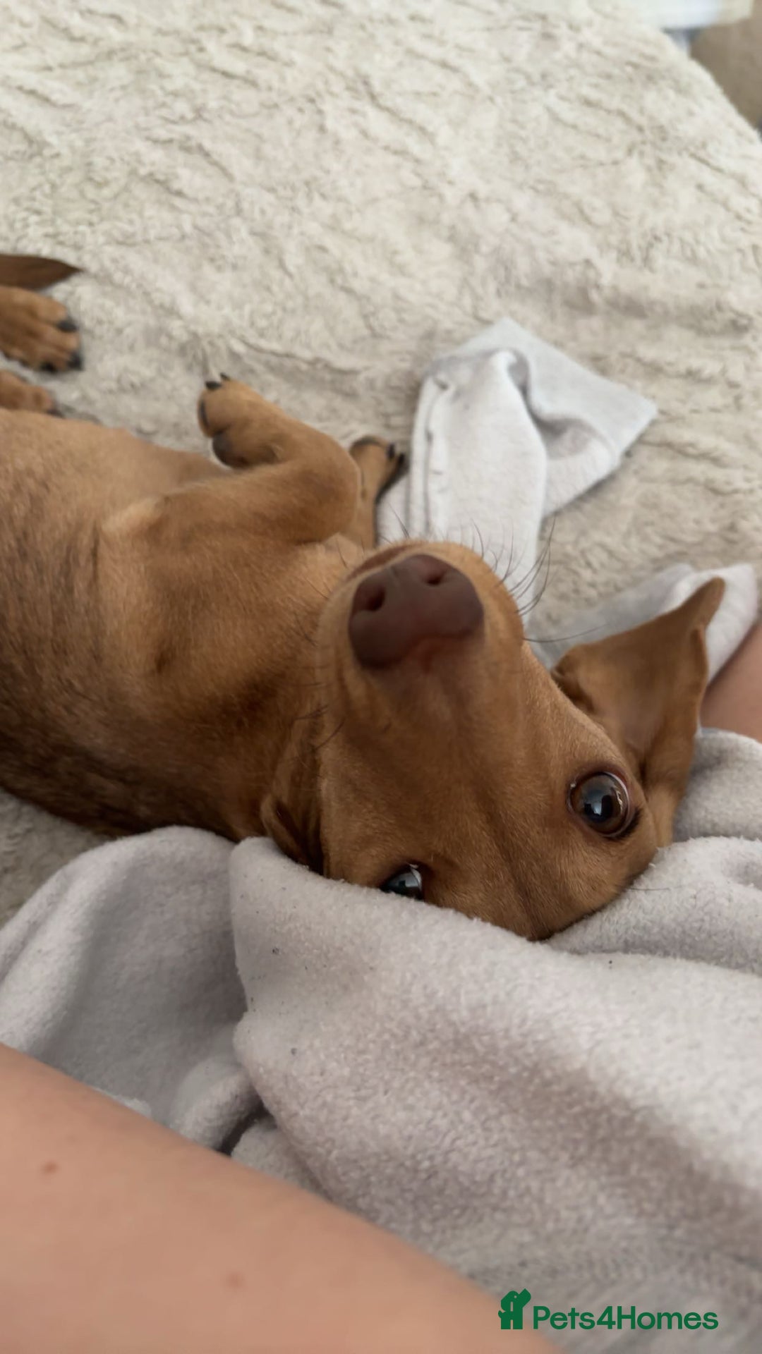 Miniature Dachshund dogs for sale: miniature dachshund female 1yo - Advert 7