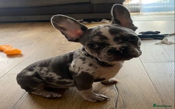 French Bulldog dogs for sale: Beautiful frenchies - Image 3