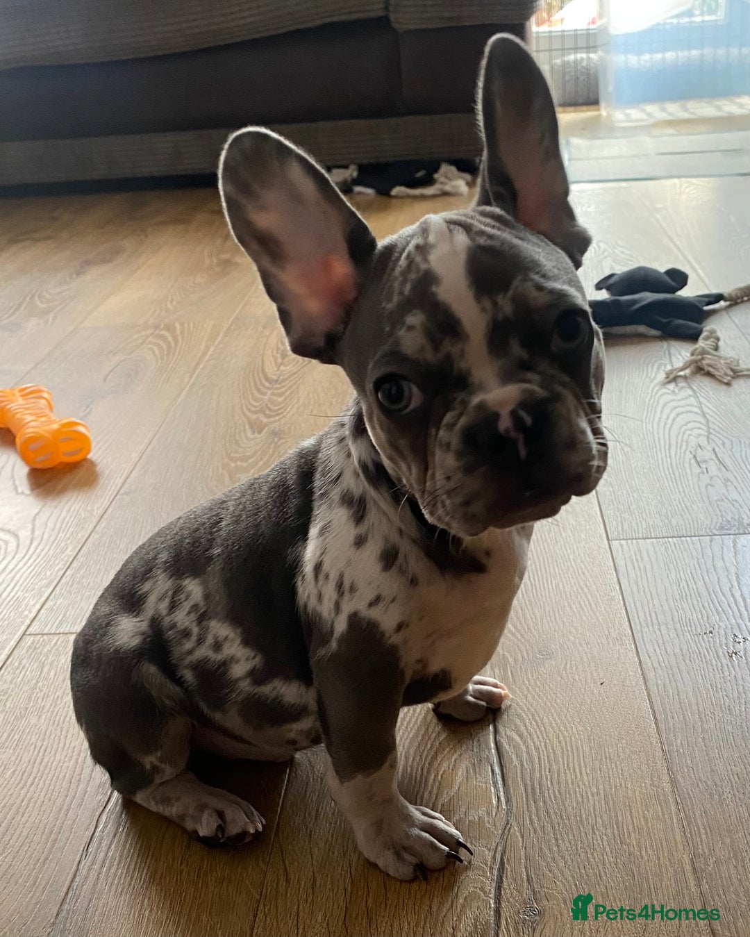 French Bulldog dogs for sale: Beautiful frenchies - Image 3