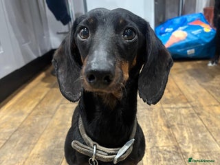 Dachshund dogs Luna the Dachshund for rehoming - Advert 1