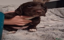 Cocker Spaniel dogs for sale: Chunky chocolate cooker spaniel puppies - Advert 9