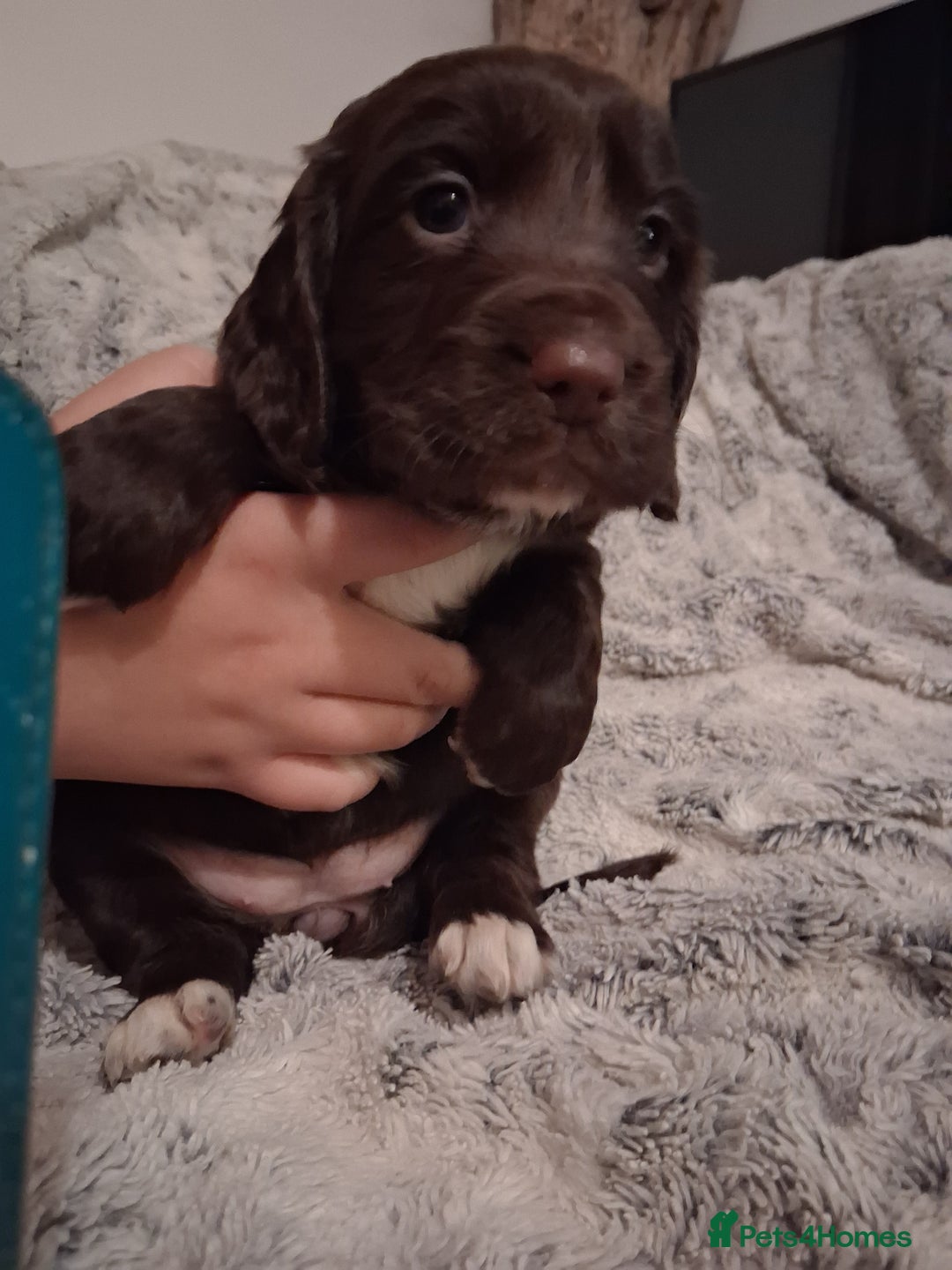 Cocker Spaniel dogs for sale: Chunky chocolate cooker spaniel puppies - Advert 9