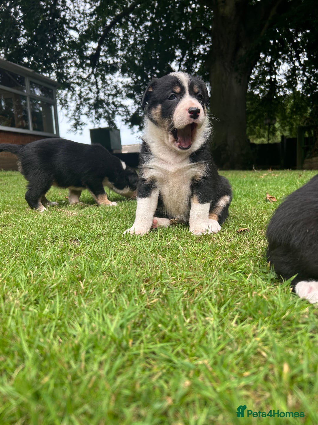 Border Collie dogs for sale: Border Collie - Image 7