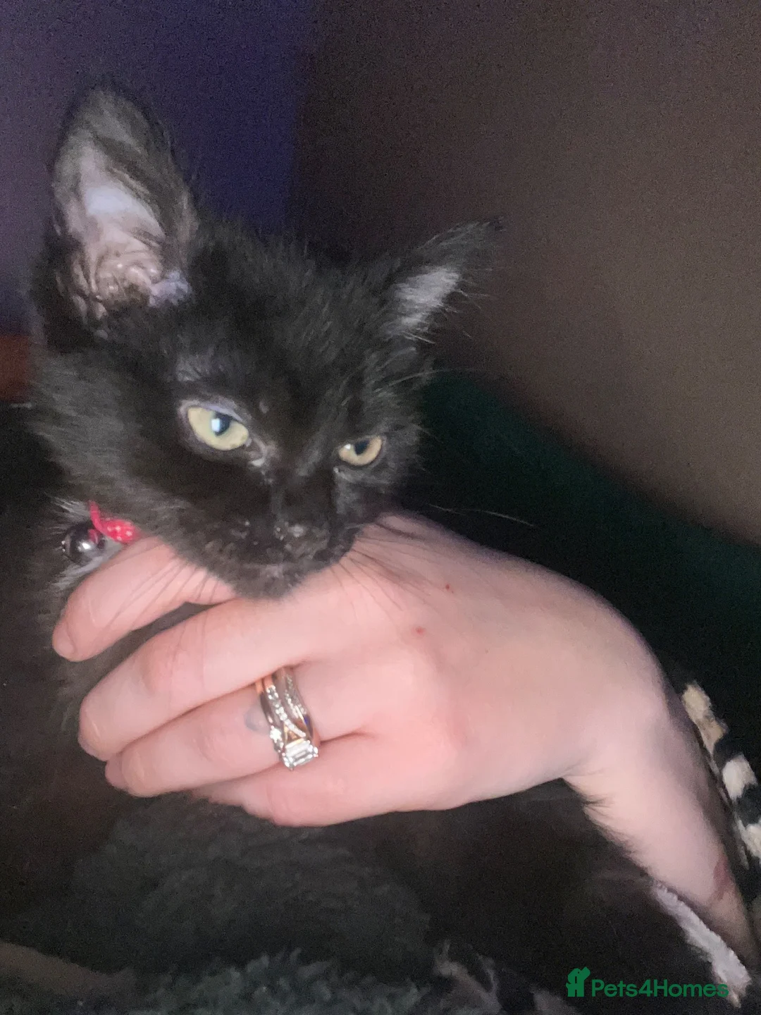 Mixed Breed cats for sale: Beautiful unique looking kittens  - Advert 1