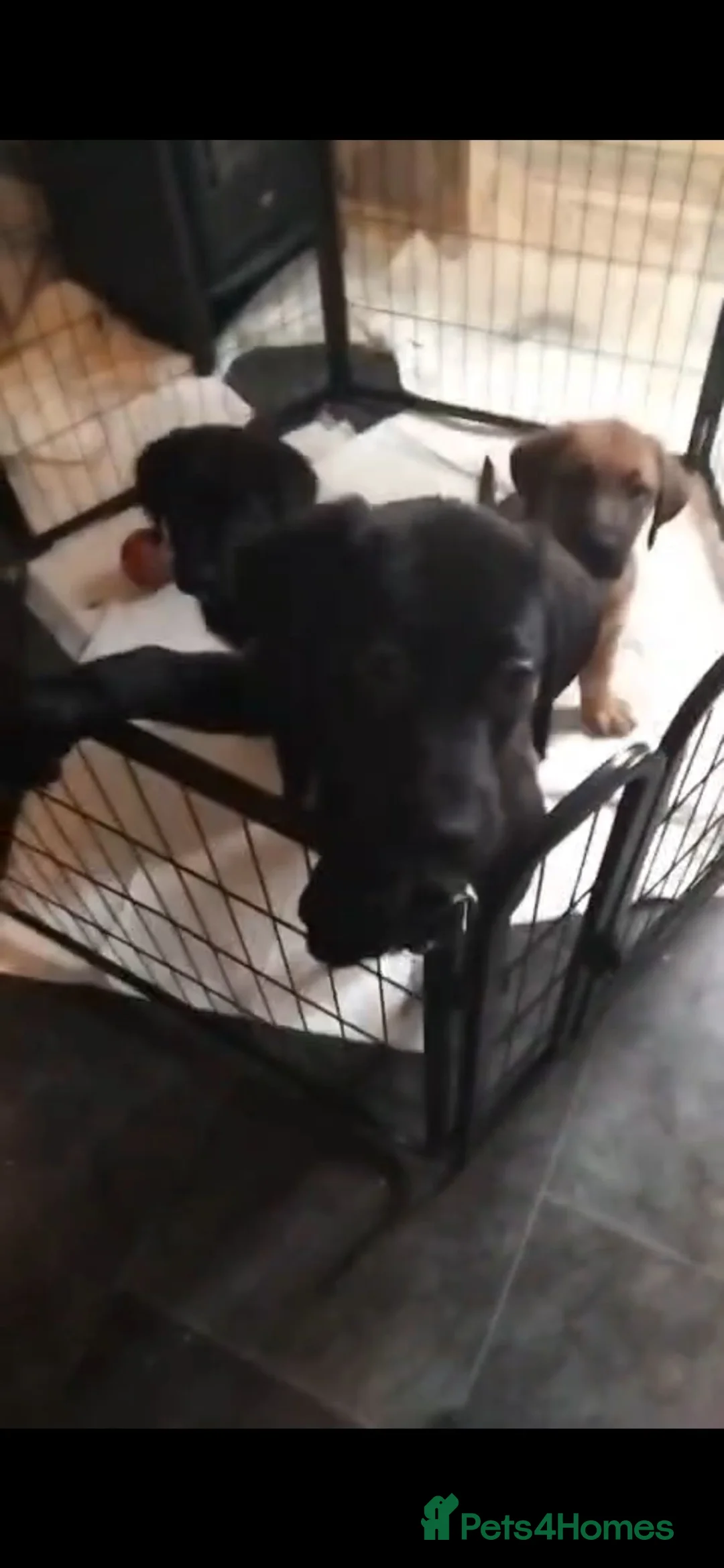 Mixed Breed dogs for sale: Black female puppy  in Manchester - Advert 2