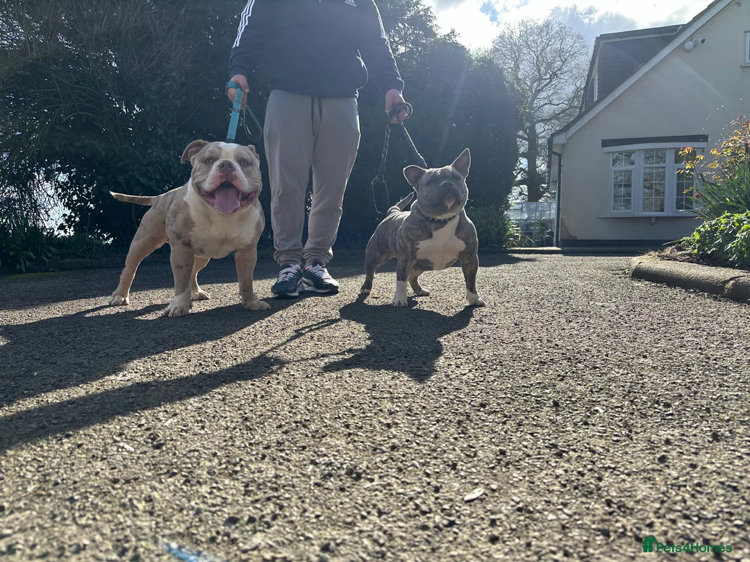 American Bully dogs for stud: Merle ABKC american pocket bully stud in Leicester - Advert 3