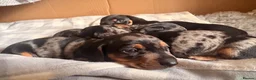 Miniature Dachshund dogs for sale: GORGEOUS PRA CLEAR MINIATURE DACHSHUND PUPPIES in Swansea - Advert 8
