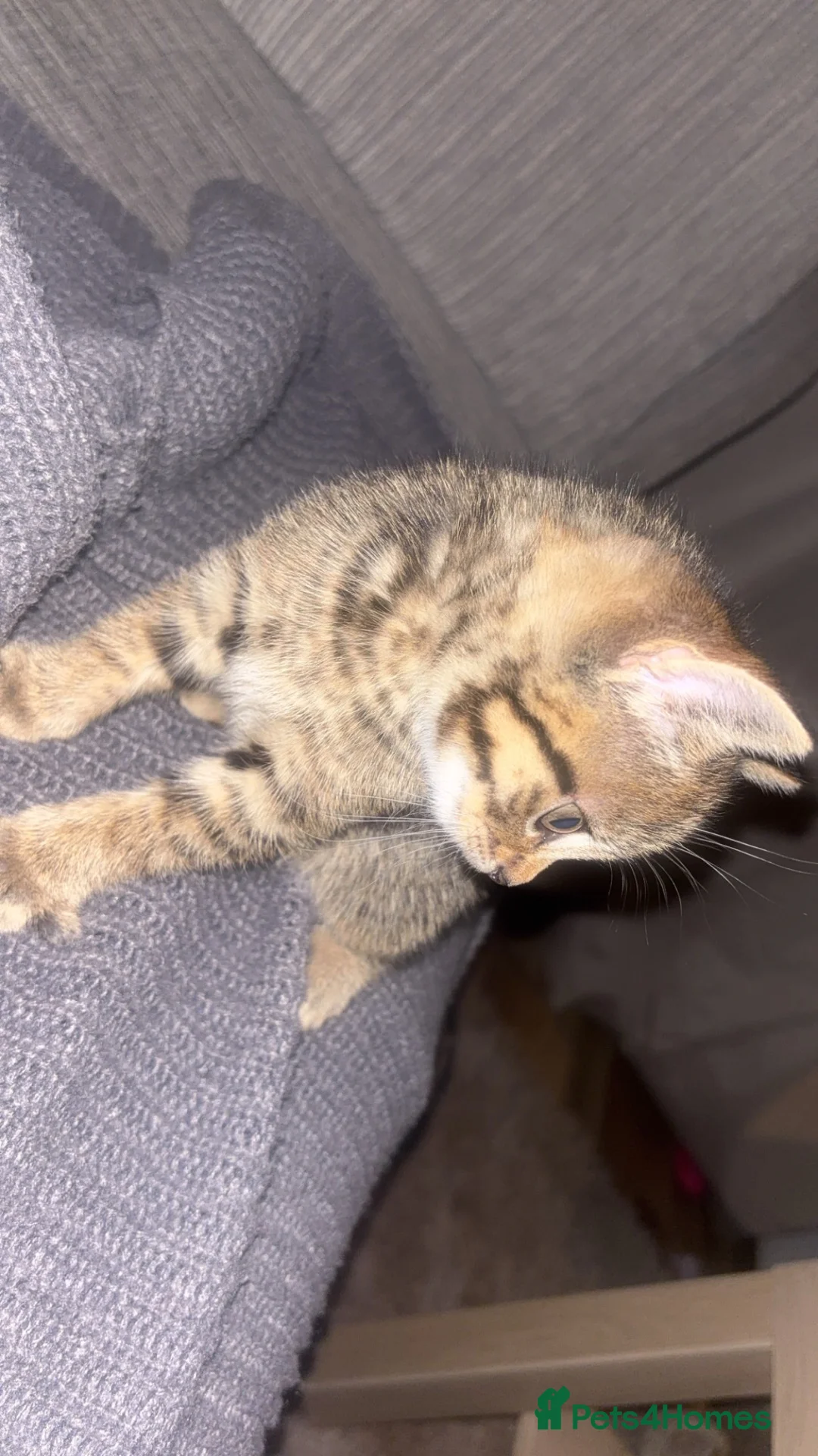 Mixed Breed cats for sale: Tabby and black kitten for sale  - Advert 11