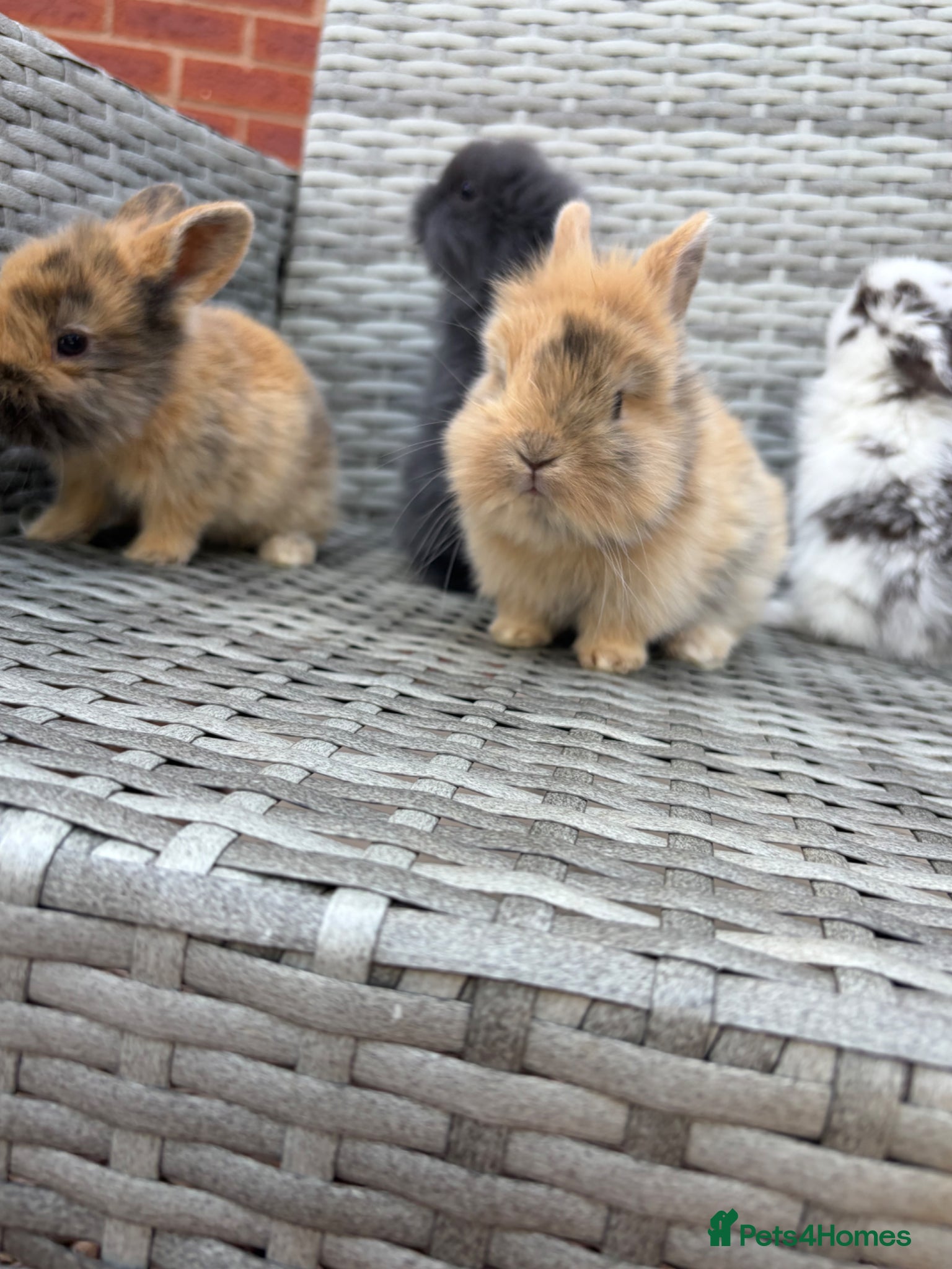 Mini Lion Lop rabbits Mini lion lops looking for there forever homes  - Advert 1
