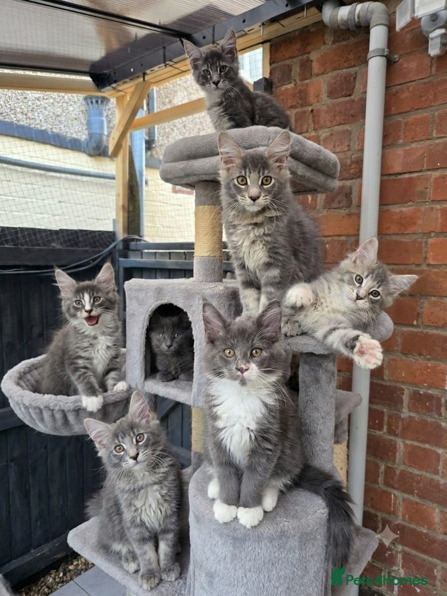Maine Coon cats  Maine Coon Kittens Champion Bloodline  - Advert 15