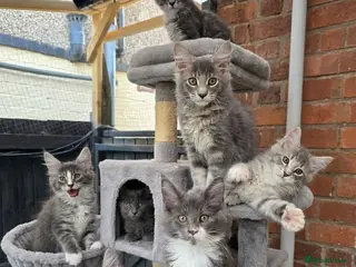 Maine Coon cats Maine Coon Kittens Champion Bloodline - Advert 15