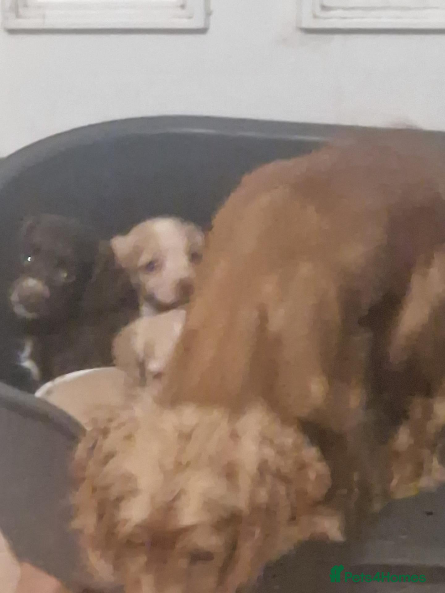 Cocker Spaniel dogs 2 female cocker spaniels - Advert 2