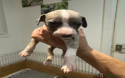 Whippet dogs for sale: Kc reg whippets  - Image 8