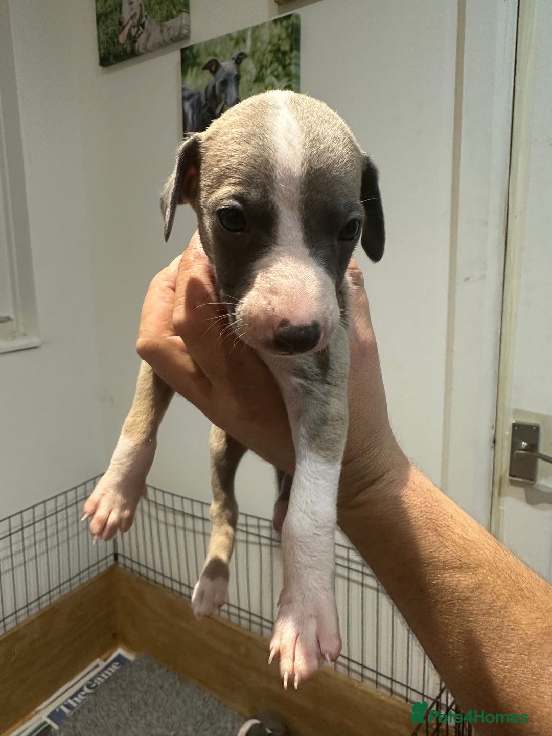 Whippet dogs for sale: Kc reg whippets  - Image 8