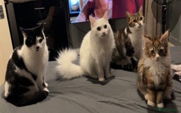 Mixed Breed cats for sale: Four cats for sale - Image 1