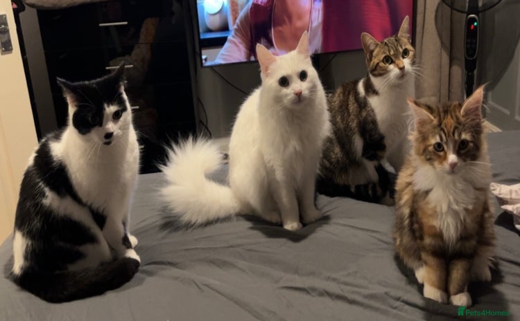 Mixed Breed cats - Advert 1
