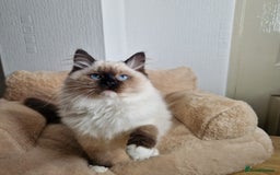 Ragdoll cats for sale: Ragdoll kittens  - Image 2