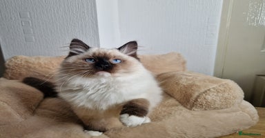 Ragdoll cats - Advert 4