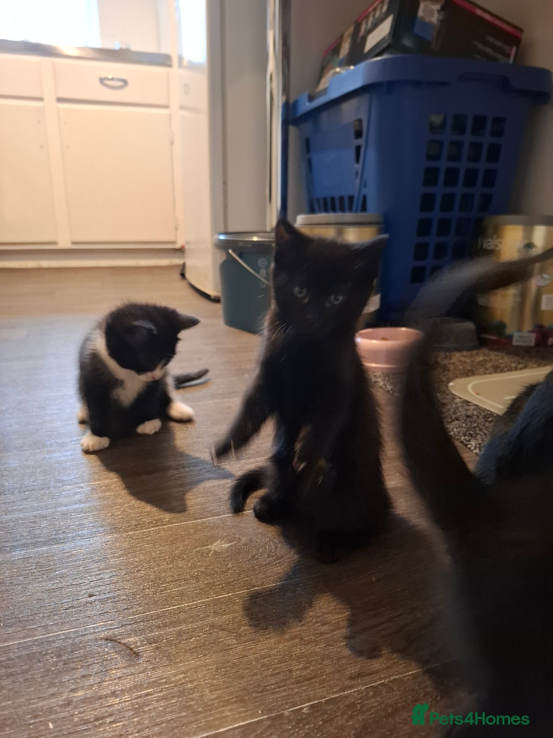 Mixed Breed cats for sale: seven funny kittens - Image 8