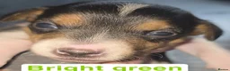Jack Russell dogs for sale: Female miniature jack russell  - Advert 5