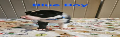 Blue Boy