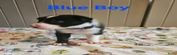 Border Collie dogs for sale: Border Collie Puppies – Looking for Forever Homes in Swindon - Advert 4