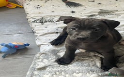 Staffordshire Bull Terrier dogs for sale: Sold  - Image 32