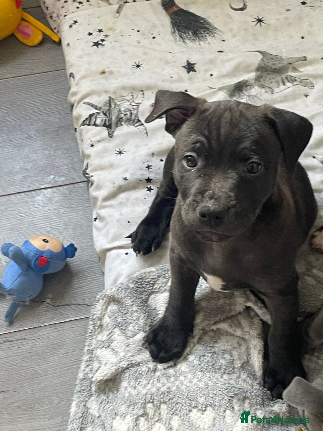 Staffordshire Bull Terrier dogs for sale: Sold  - Image 32