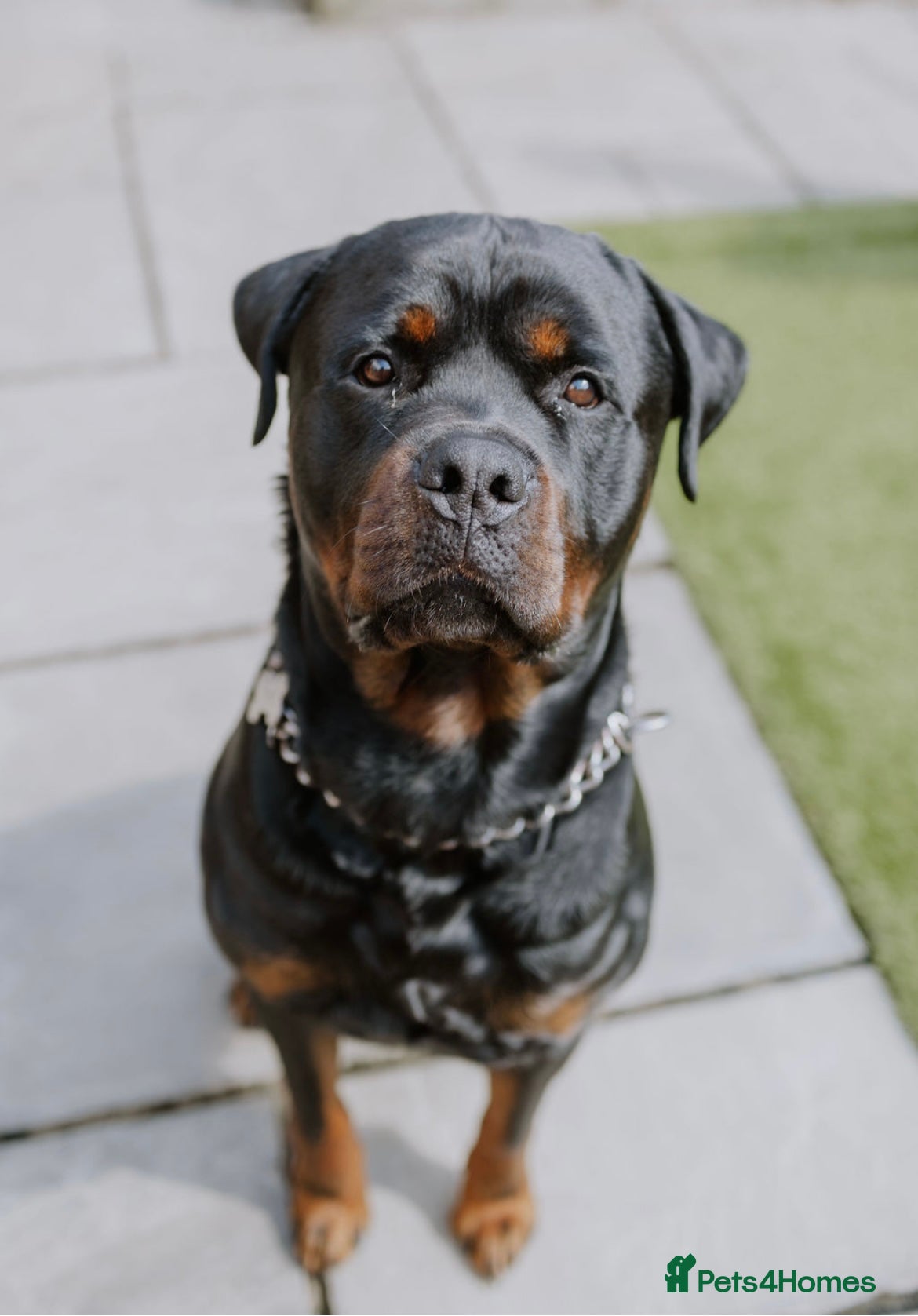Rottweiler dogs Pablo in Birmingham - Advert 3