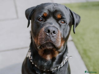 Rottweiler dogs Pablo in Birmingham - Advert 2