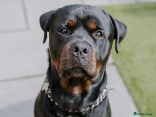 Rottweiler dogs Pablo in Birmingham - Advert 10
