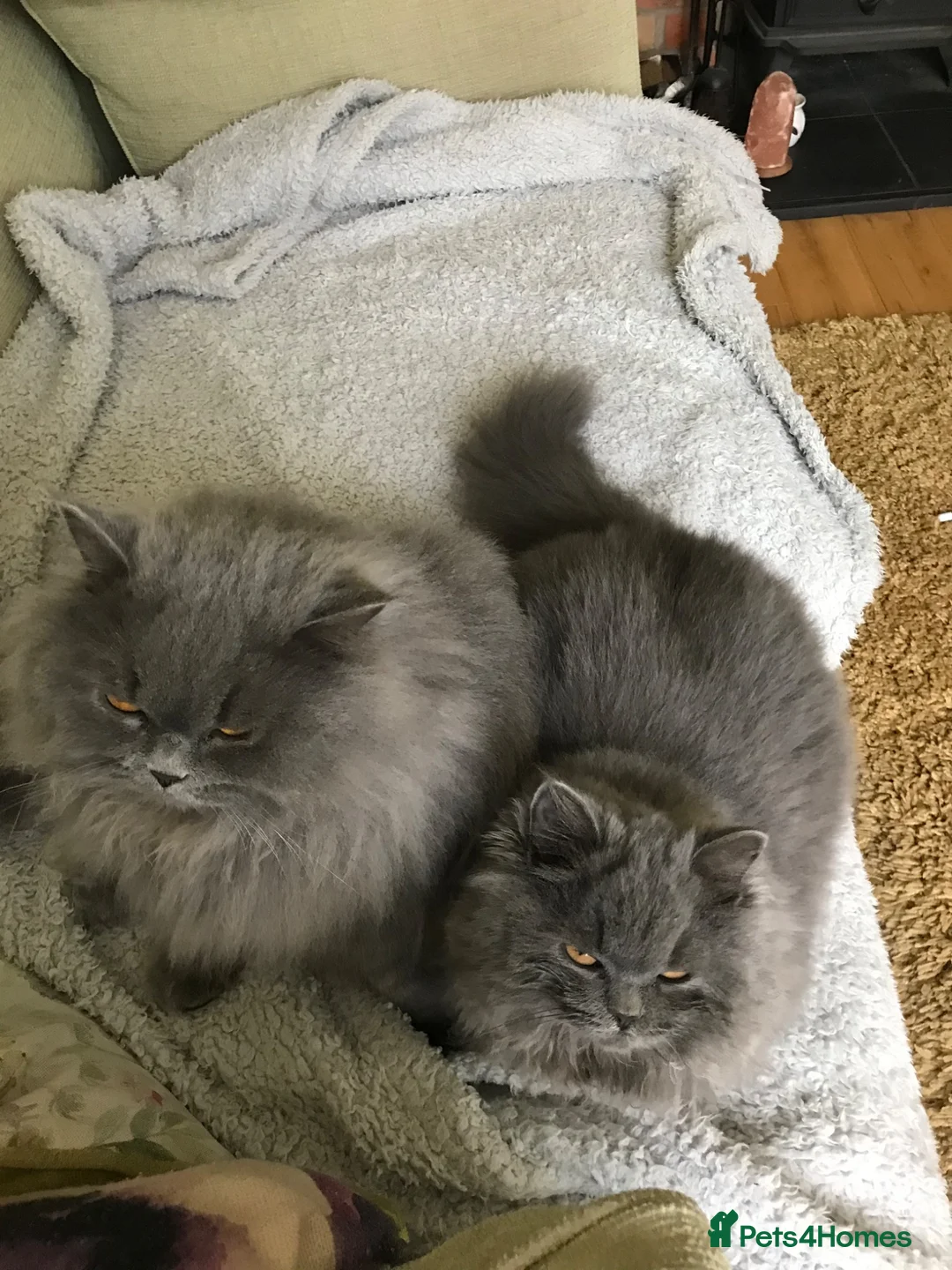 British Longhair cats for sale: Two British longhaired blue adult cats - Advert 4