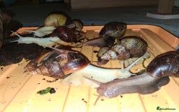 Snails invertebrates for sale: Mixed age and colour Giant African Land Snails - Image 7