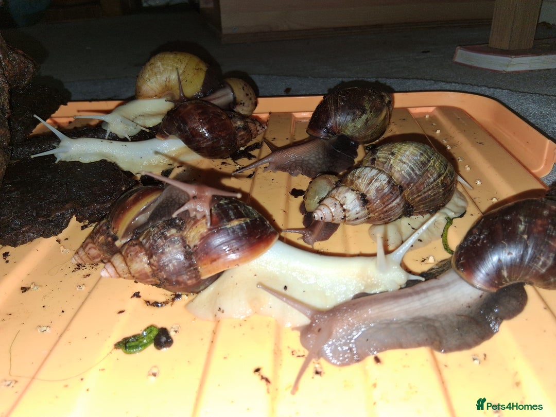 Snails invertebrates for sale: Mixed age and colour Giant African Land Snails - Image 7