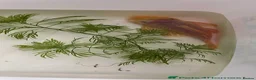 Plecos fish for sale: Beautiful Ancistrus in Croydon. - Advert 8