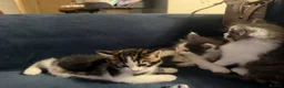 Mixed Breed cats for sale: Baby kitten in Harrow - Advert 3