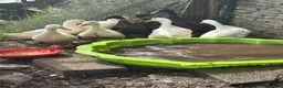 Ducks poultry for sale: 3 laying Cherry Valley ducks (last years hatch) - Advert 2
