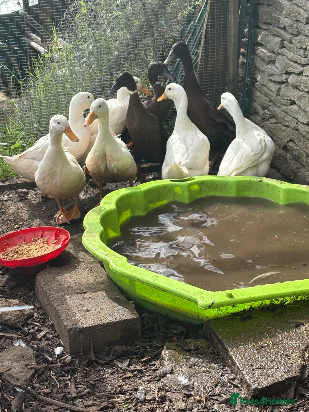 Ducks poultry for sale: 3 laying Cherry Valley ducks (last years hatch) - Advert 2