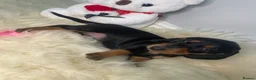 Miniature Dachshund dogs for sale: 3 Beautiful Miniature Dachshunds puppys - Advert 11