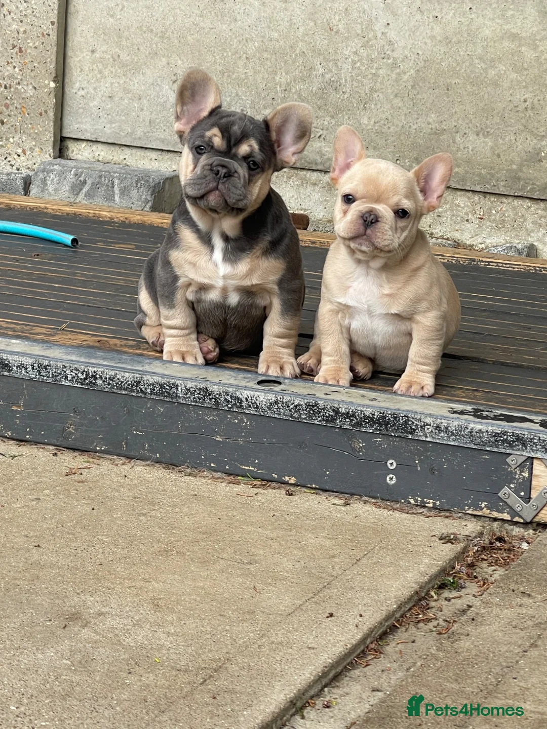 French Bulldog dogs for sale: Quality French Bulldog Puppies  - Advert 1