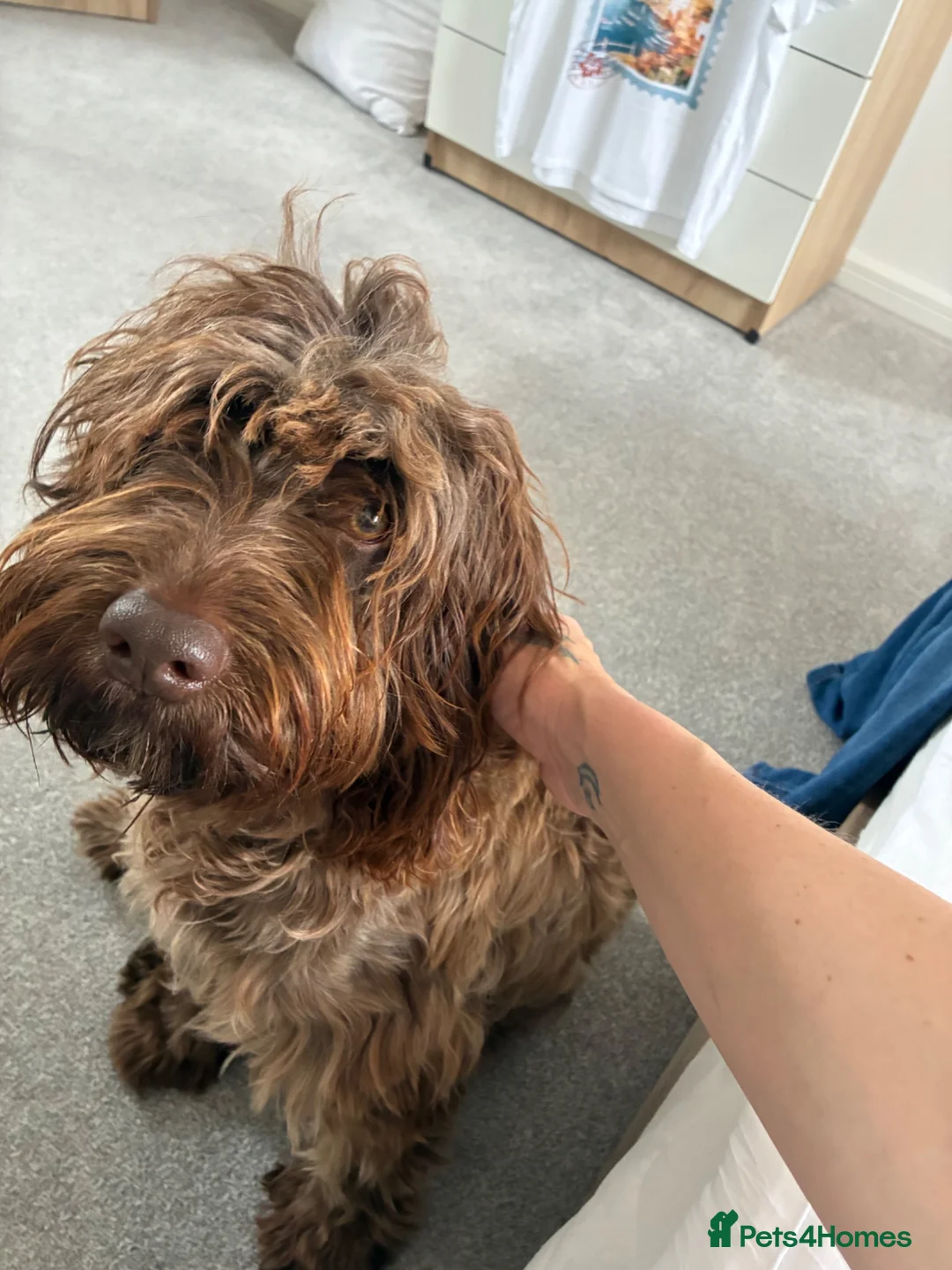 Mixed Breed dogs for stud: Cockapoo  - Advert 2