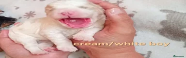 Cram/tan male