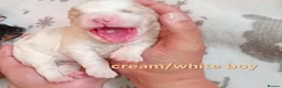 Cavapoo dogs for sale: Cavapoos poodle/cavapoos outstanding puppies - Advert 6