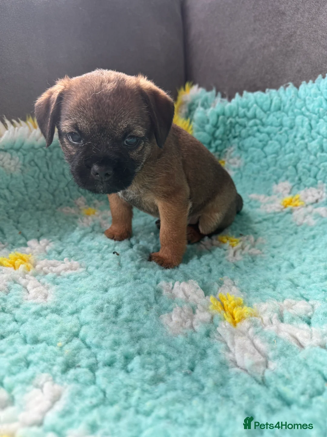 Border Terrier dogs for sale: Border Terriers 4 girls 3 boys  - Advert 3