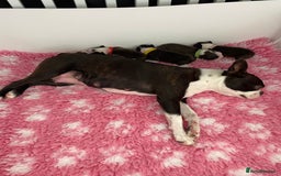 Boston Terrier dogs for sale:  🩷 KC reg gorgeous Boston terrier puppies  💙 - Image 11