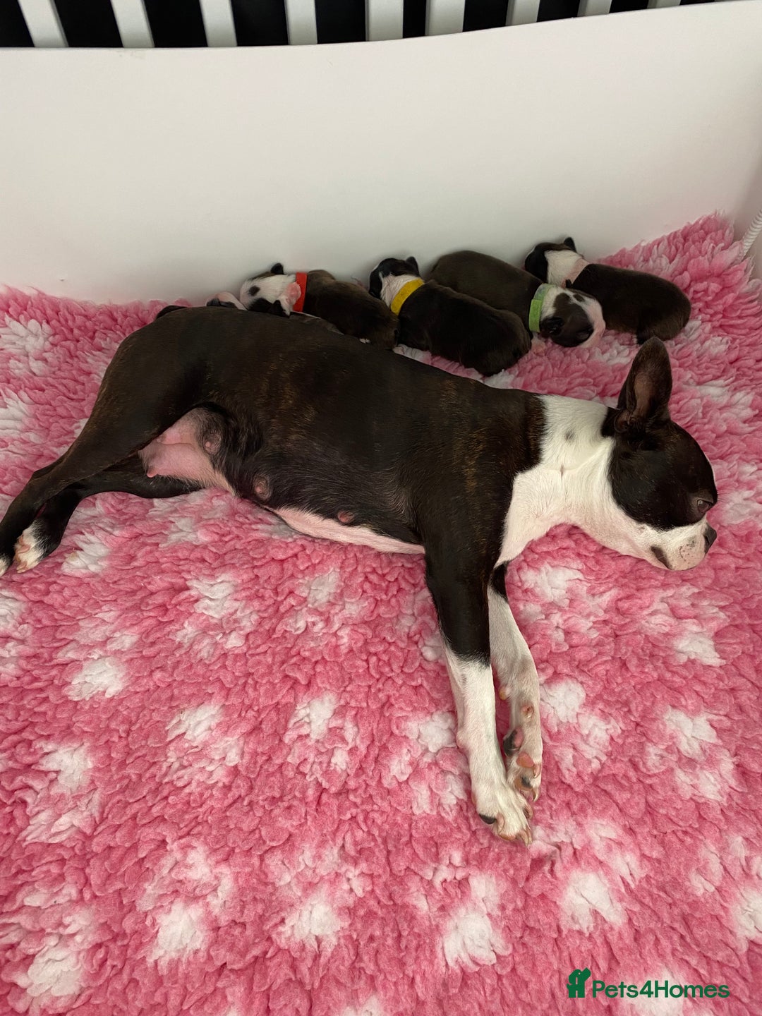 Boston Terrier dogs for sale:  🩷 KC reg gorgeous Boston terrier puppies  💙 - Image 11