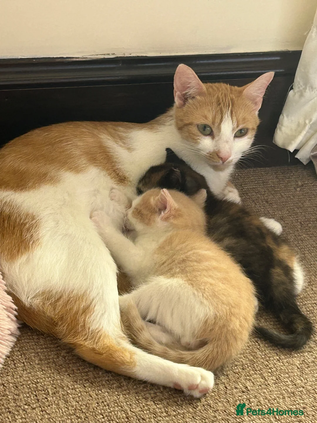 Mixed Breed cats for sale: Ragdoll Tabby mixed kittens  in Forfar - Advert 2