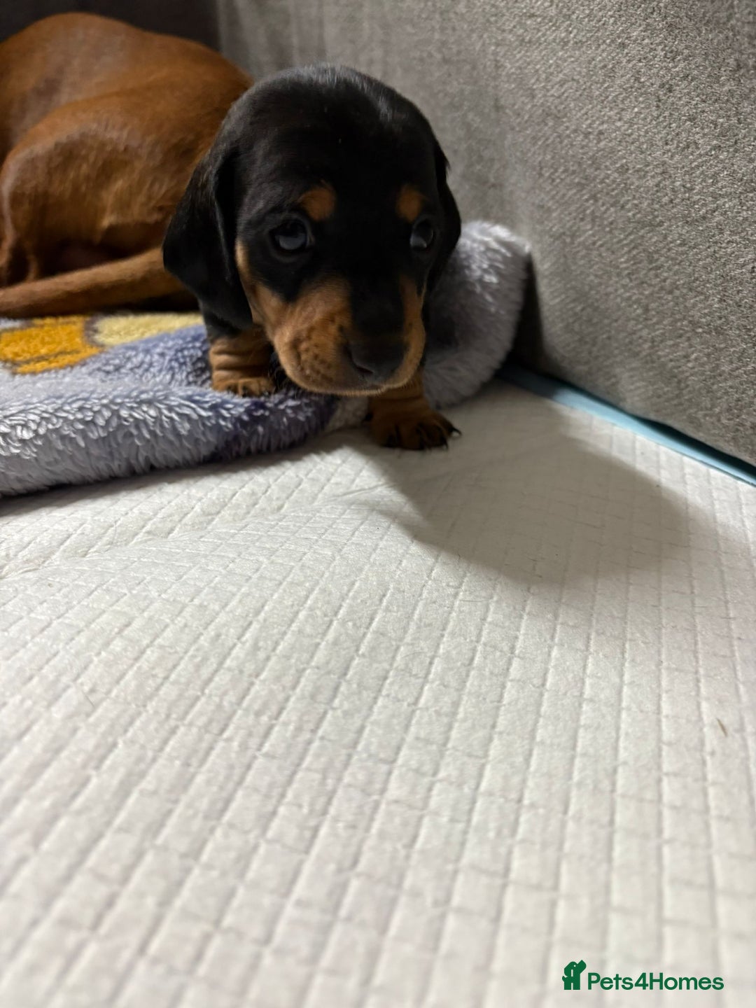 Dachshund dogs for sale: Beautiful Miniature Dachshund - Advert 9