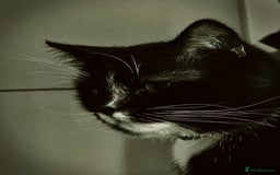 American Shorthair cats for sale: Year Old Male Tuxedo - Dwizzle - Image 6